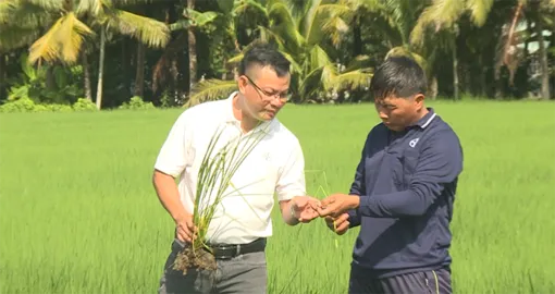 Thắng lớn chặng cuối thu hoạch: Vững vàng năng suất, chủ động nền tảng cho vụ mùa tiếp theo thời El Nino