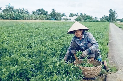 នា​រី​ឃុំ​លីវ​ទូ​ឈាន​ឡើង​ធ្វើ​មាន​ផ្ដើម​ពី​ទម្រង់​ដាំ​សណ្តែ​កដី​