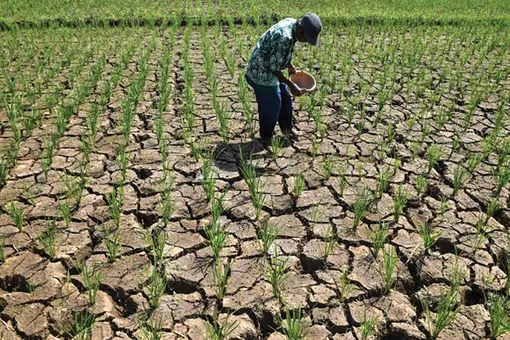 “Siêu El Niño” và xung đột đe dọa an ninh lương thực toàn cầu