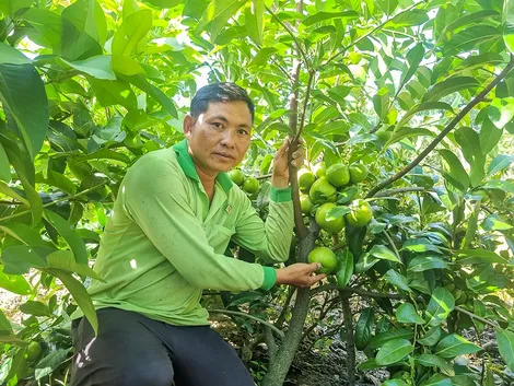 Mở hướng làm giàu từ cây hồng socola