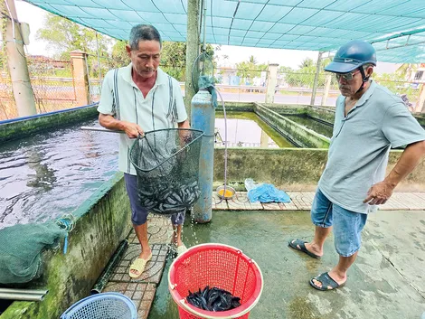 Cá giống giảm giá, người mua thưa dần