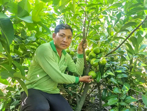 Mở hướng làm giàu từ cây hồng socola