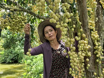 Mùa dâu Hạ Châu
