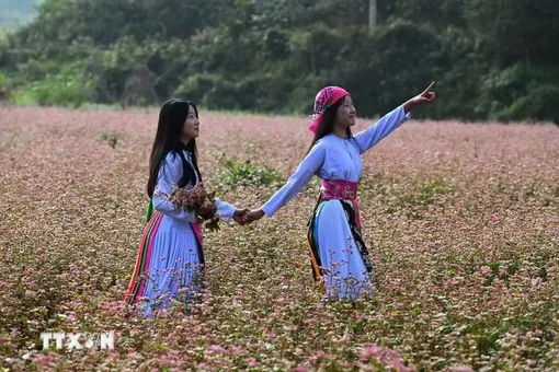 Tuyên Quang: Lễ hội hoa Tam giác mạch 2026 sẽ khai mạc ngày 6/11 tại Đồng Văn