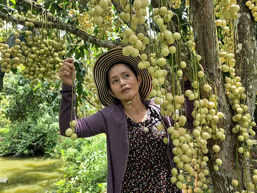 Mùa dâu Hạ Châu