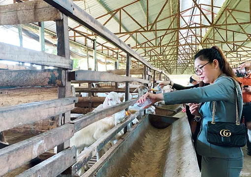 Lợi ích kép từ mô hình du lịch nông nghiệp