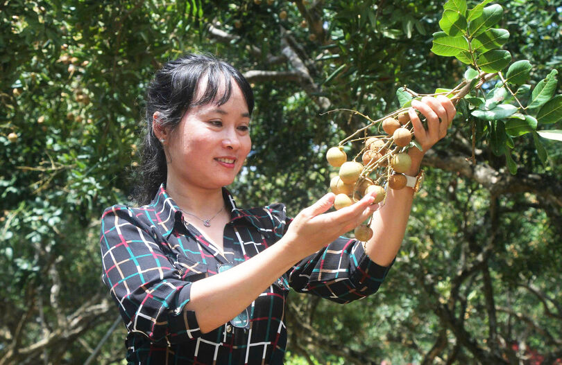 ធ្វើ​បទ​ពិសោធន៍​រដូវ​ទេស​ចរណ៍​ក្រោម​ម្លប់​ដើម​មៀន​អាយុ​កាល​រយ​ឆ្នាំ​