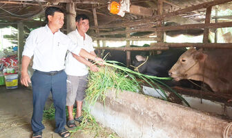 ចិញ្ចឹម​គោ​សាច់​ ទម្រង់​បំ​បាត់​ភាព​ក្រី​ក្រ​មាន​ប្រ​សិទ្ធ​ភាព​
