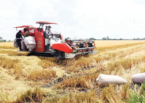 Nông dân vui vì giá lúa hè thu tăng so với năm trước