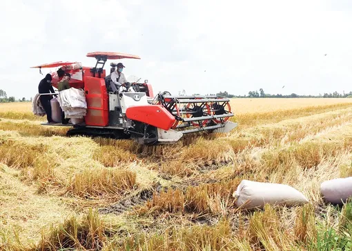 Nông dân vui vì giá lúa hè thu tăng so với năm trước