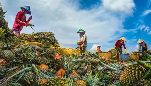 Tăng cường bảo hộ tài sản trí tuệ cho khóm Cầu Đúc