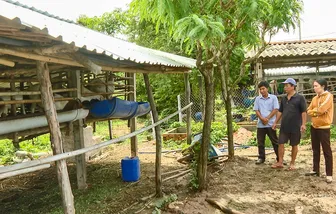 Phát triển mô hình nuôi dê từ nguồn thức ăn tự nhiên