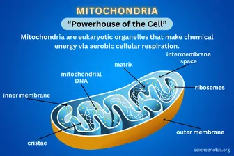 Giải mã "chìa khóa" chống lão hóa