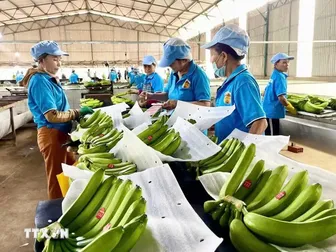 Hàn Quốc: Chuỗi cửa hàng tiện lợi GS25 chọn trang trại chuối tại Việt Nam làm nguồn cung riêng