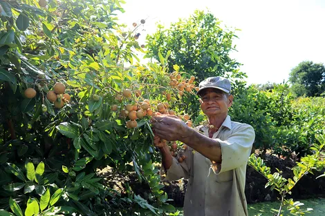 Nhãn Long Phụng Châu “bén rễ” trên vùng đất cồn