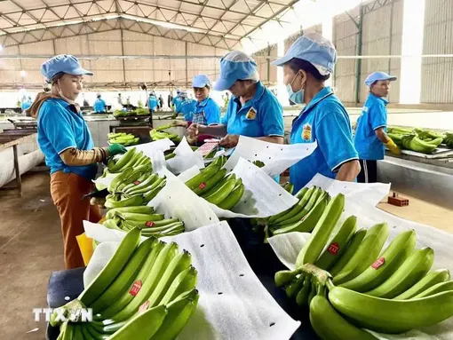 Hàn Quốc: Chuỗi cửa hàng tiện lợi GS25 chọn trang trại chuối tại Việt Nam làm nguồn cung riêng