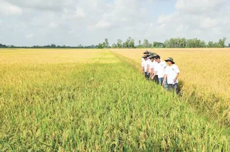 Liên kết trồng lúa chất lượng cao, phát thải thấp