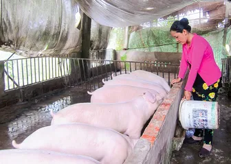 Phát triển chăn nuôi bền vững, tích hợp đa giá trị 