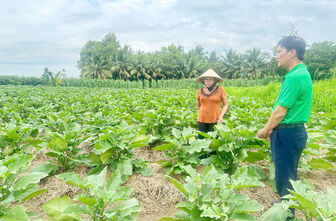 ទម្រង់​ដាំ​ត្រប់​ភ្លុក​ ផ្តល់​ប្រាក់​ចំ​ណូល​លំ​នឹង​