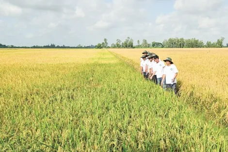 Liên kết trồng lúa chất lượng cao, phát thải thấp