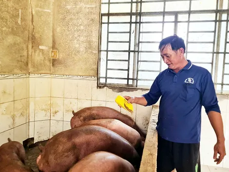 Phát triển chăn nuôi theo hướng hiện đại, an toàn sinh học