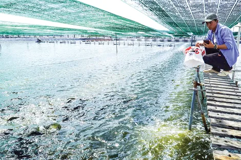Phát huy tiềm năng, thế mạnh để con cá rô phi “xuất ngoại”