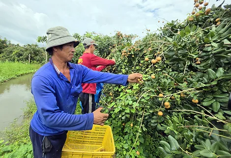 Rộn ràng mùa thanh nhãn xuất khẩu