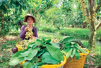 Trồng dâu Hạ Châu cho thu nhập bền vững