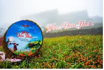 Hoa dơn thóc rực rỡ khoe sắc trên đỉnh Fansipan