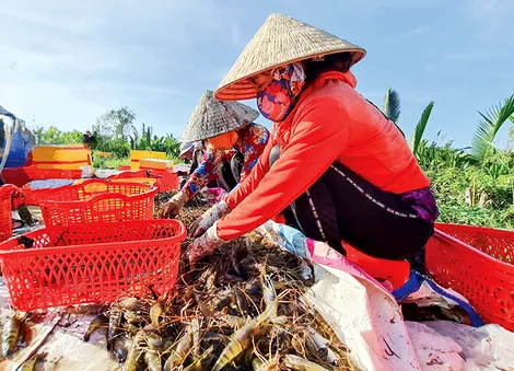 Sản lượng thủy sản nuôi trồng và khai thác đều tăng