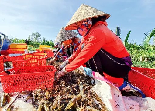 Sản lượng thủy sản nuôi trồng và khai thác đều tăng