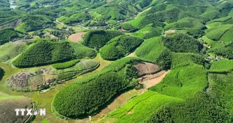 Thị trường carbon Việt Nam: Chuyển từ đối thoại sang chủ động tạo ra giá trị