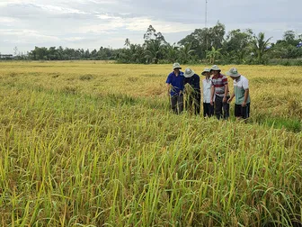 Mô hình canh tác lúa bền vững hướng đến tương lai tăng lợi nhuận hơn 30% so với canh tác truyền thống