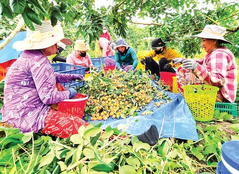 Liên kết trồng thanh nhãn xuất khẩu