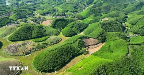Thị trường carbon Việt Nam: Chuyển từ đối thoại sang chủ động tạo ra giá trị