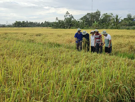 Mô hình canh tác lúa bền vững hướng đến tương lai tăng lợi nhuận hơn 30% so với canh tác truyền thống