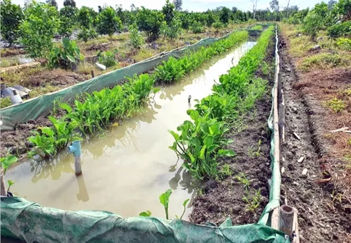 Nghiên cứu giúp ương giống và nuôi lươn thương phẩm đạt chất lượng cao