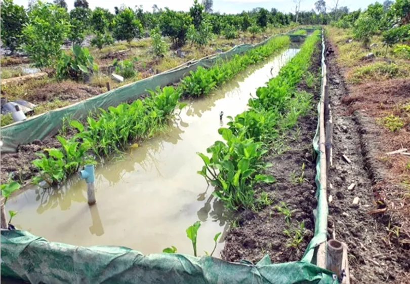 Nghiên cứu giúp ương giống và nuôi lươn thương phẩm đạt chất lượng cao