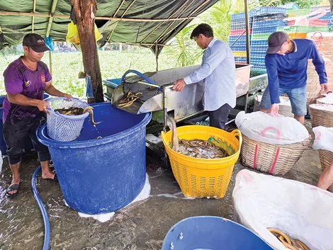 Dạo quanh thị trường