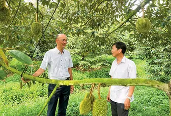 Không mở rộng diện tích trồng sầu riêng - Mệnh lệnh tái thiết ngành hàng tỉ đô