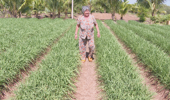 បើក​ទិស​ដៅ​ថ្មី​សម្រាប់​កសិ​ករ​ពី​ដំ​ណាំ​គូ​ឆាយ​តៃវ៉ា​ន់