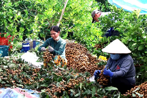 Số hóa vùng trồng, đổi mới tư duy sản xuất