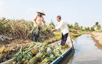 Sở hữu trí tuệ - Mắt xích chiến lược định vị thương hiệu nông sản Cần Thơ
