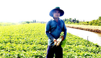 លើក​កម្ពស់​តម្លៃ​ដំ​ណាំ​ស្ពៃ​មើម​