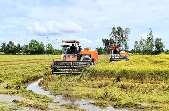 TP Cần Thơ tổ chức Festival Quốc tế Ngành hàng Lúa gạo Việt Nam lần thứ II vào cuối tháng 11