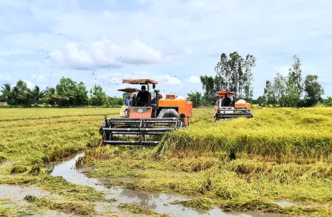TP Cần Thơ tổ chức Festival Quốc tế Ngành hàng Lúa gạo Việt Nam lần thứ II vào cuối tháng 11