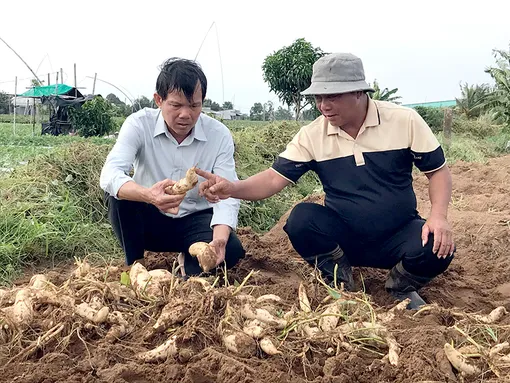 Khoai lang trắng Thái trên đất cát Vĩnh Hải