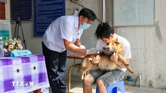 Bộ Y tế: Tăng cường giám sát, hạn chế thấp nhất ca tử vong do bệnh dại