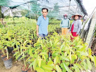 Nguồn cung cây giống dồi dào, đa dạng chủng loại