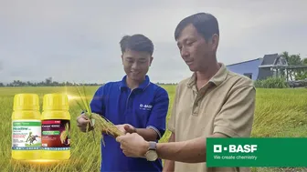 Chủ động phòng bệnh giai đoạn trổ, nâng chất lượng hạt lúa